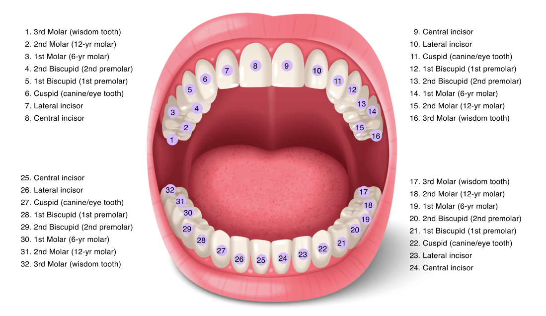 Illustration of 32 upper and lower teeth with their numbers and names
